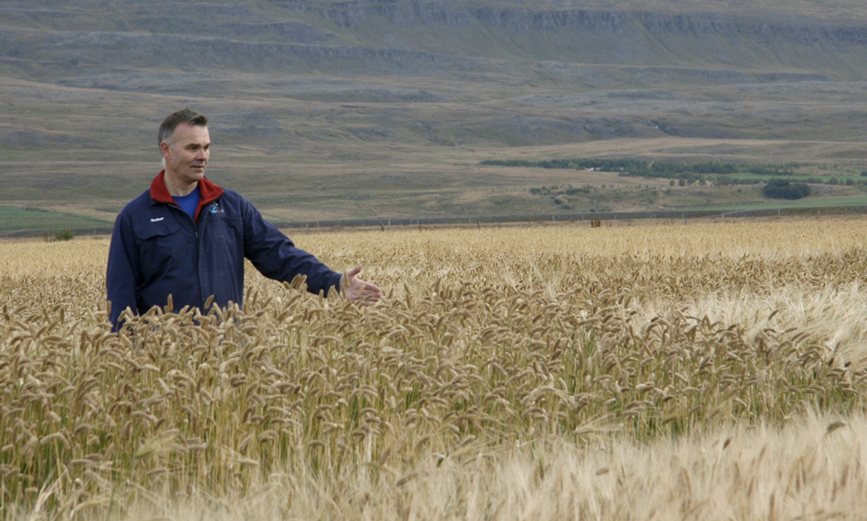 Kornið breytilegt eftir landshlutum