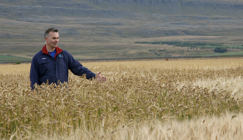 Kornið breytilegt eftir landshlutum