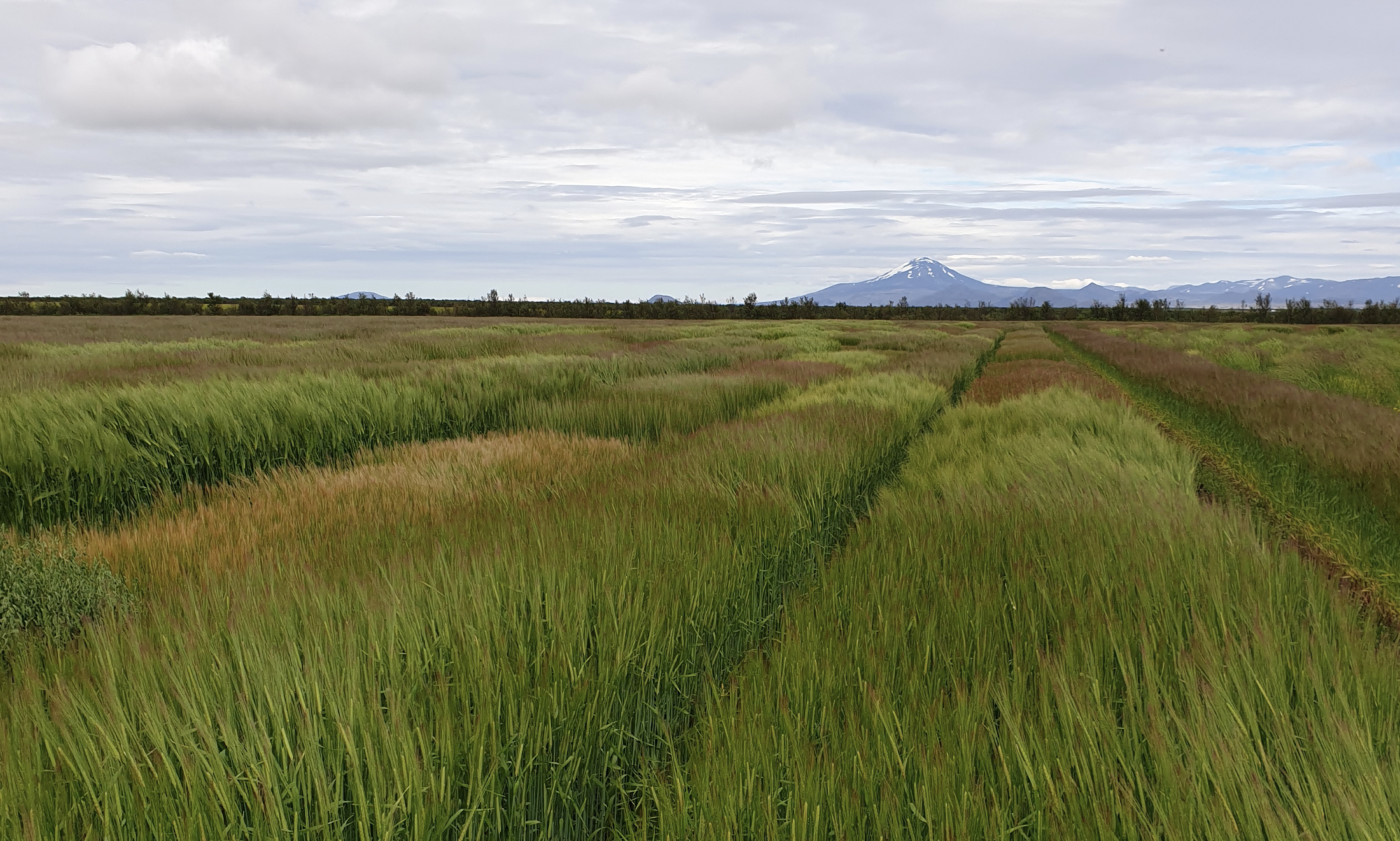 Í sókn eftir erfiðleika