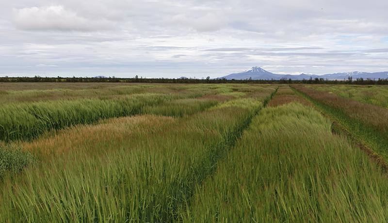 Í sókn eftir erfiðleika