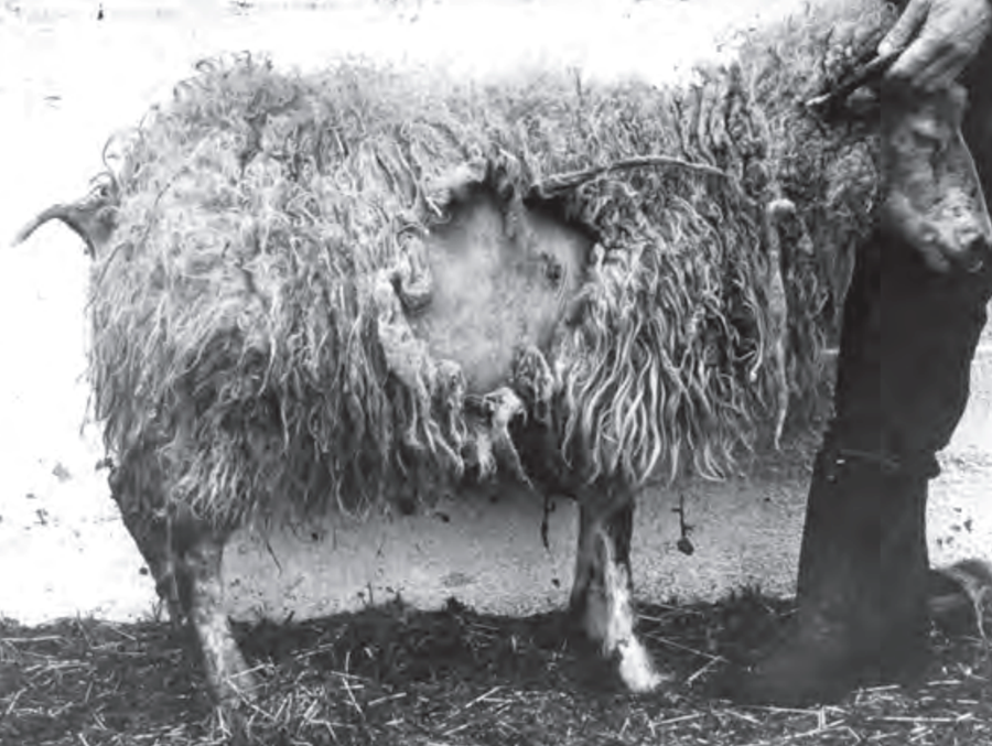 Riðusjúk kind. Sjúkdómurinn barst til Íslands 1878.