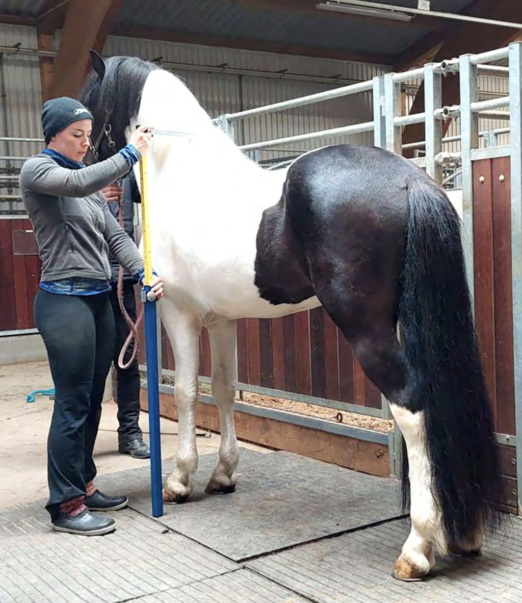 Mælingar hrossa utan kynbótasýninga