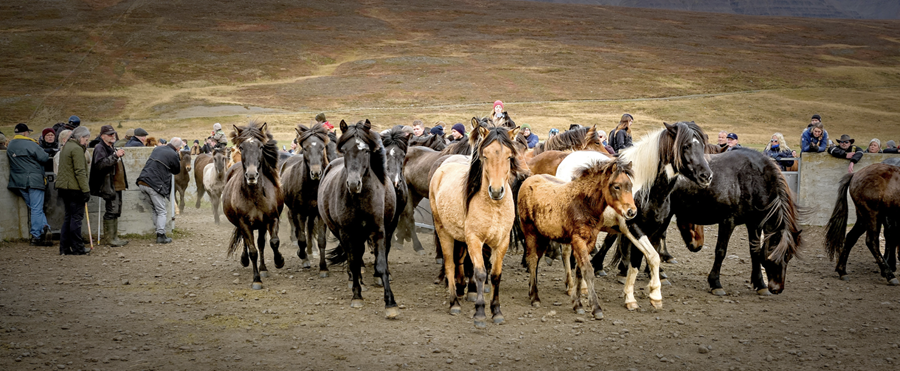 Veðrið lék við bæði hesta og menn í Laufskálaréttum en um 400 hross eru rekin þangað frá Kolbeinsdal.