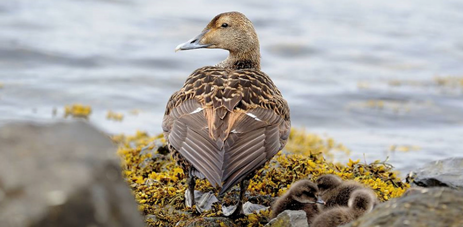 Æðarfugl heldur sig á sjó nema á varptímanum.