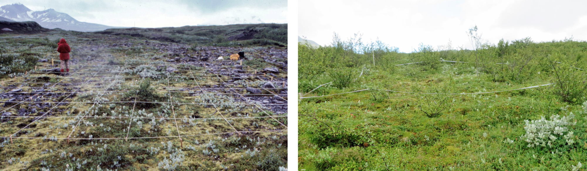 Miklar gróðurbreytingar í Skaftafelli