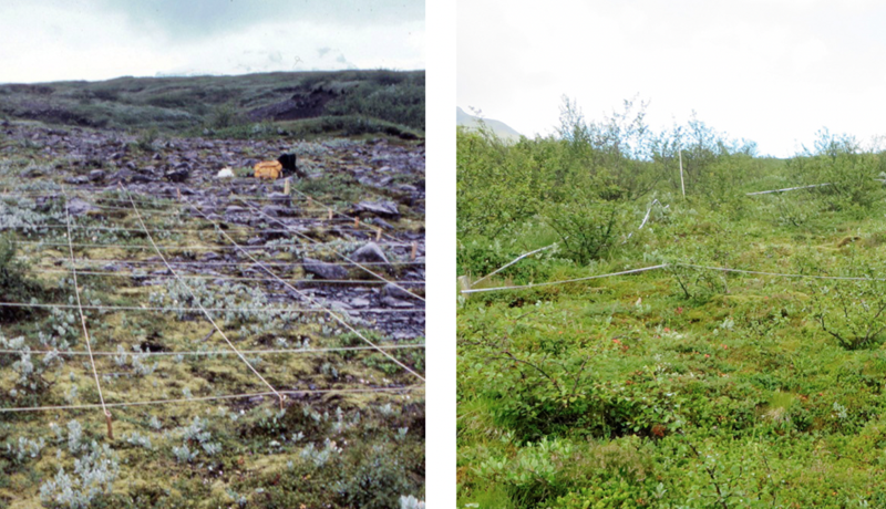 Miklar gróðurbreytingar í Skaftafelli