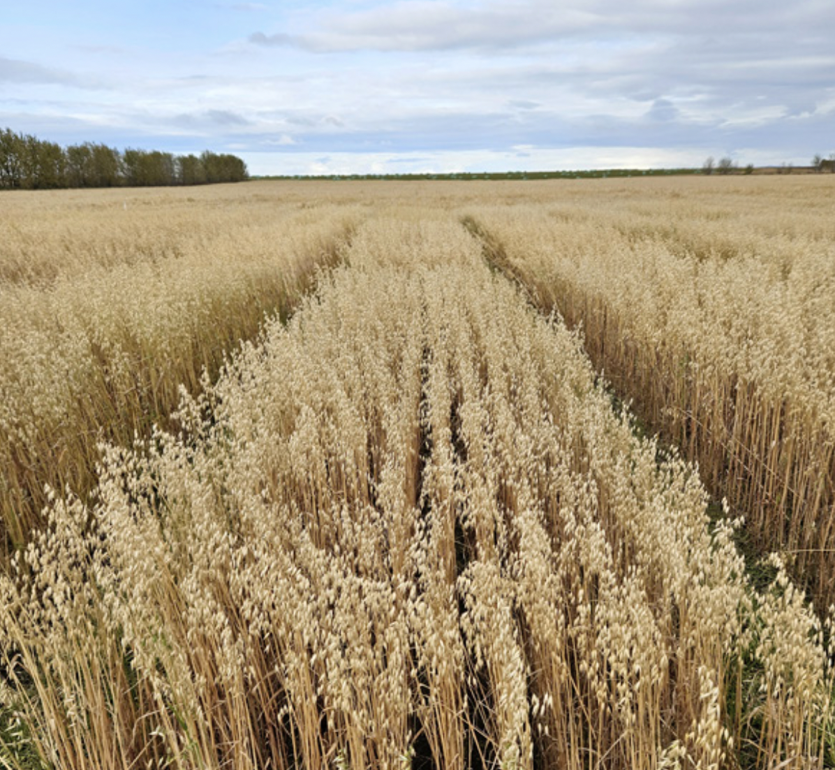 Styrkur til hafrarannsókna