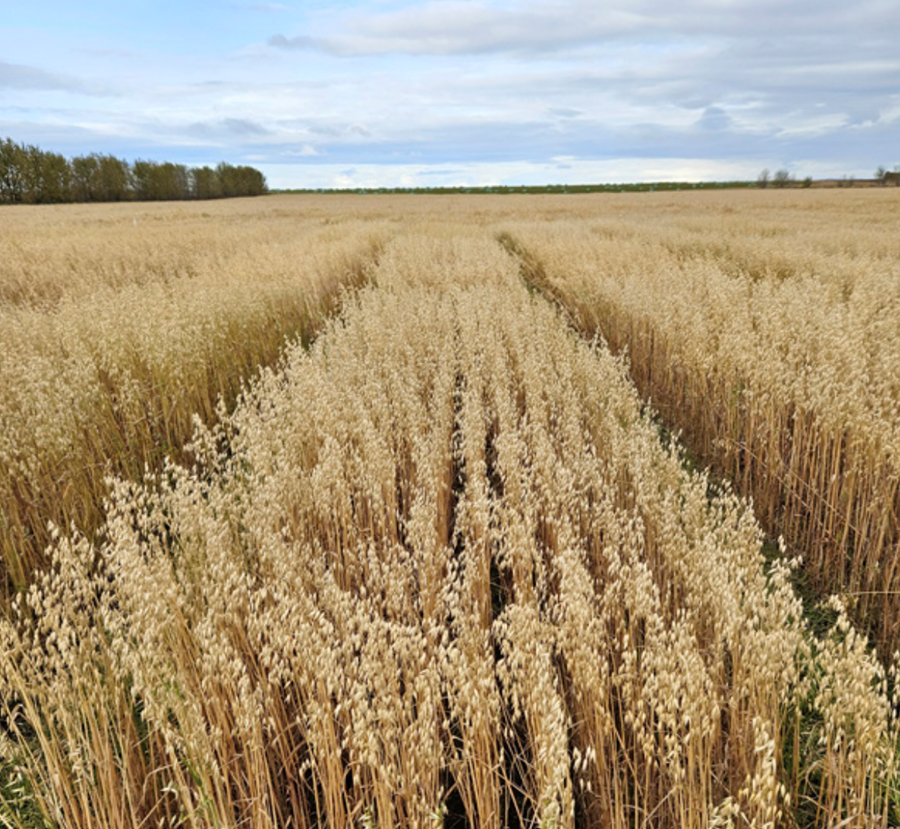 Tilraunareitur með höfrum í Gunnarsholti 2023.