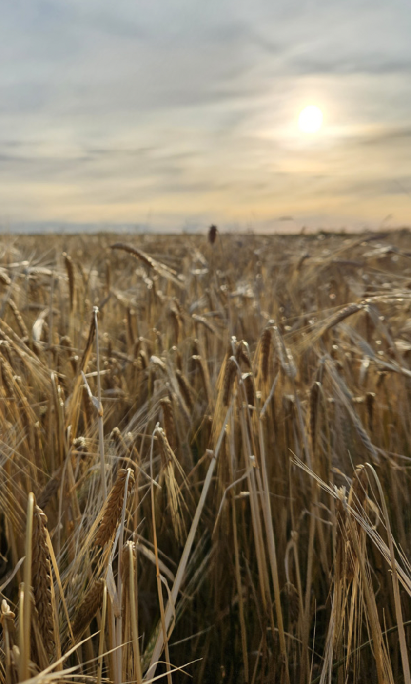 Bylting í byggkynbótum