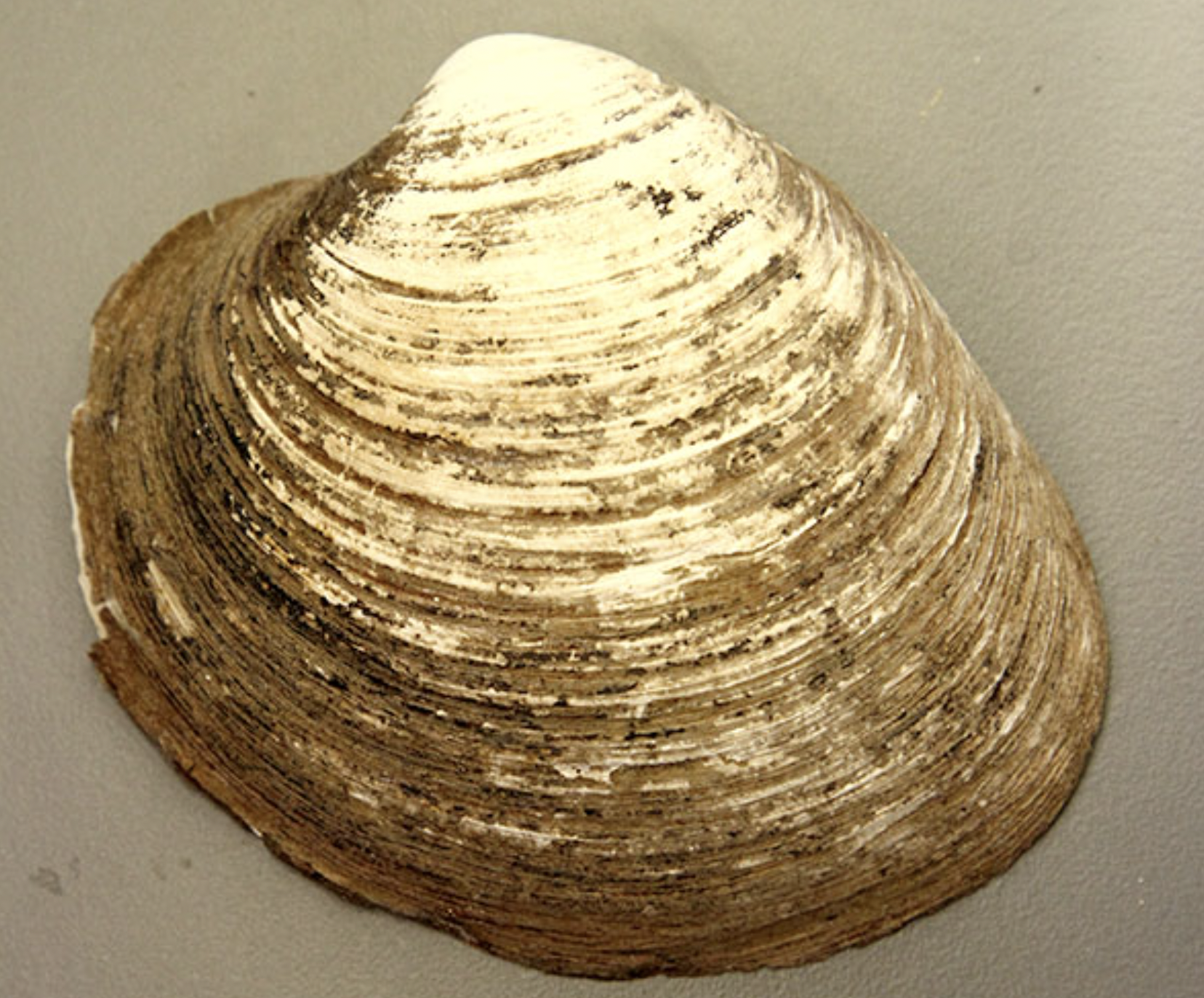 Kúfskelin verður allra dýra elst