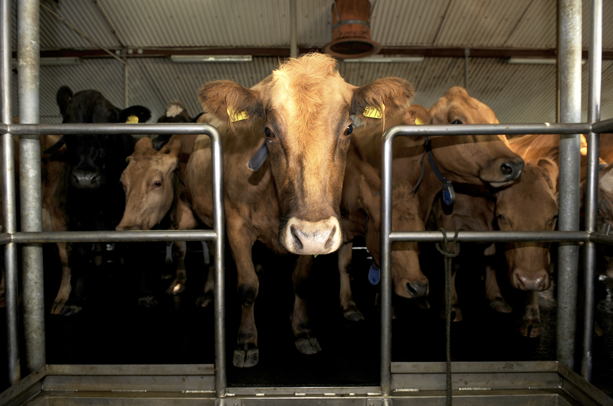 EES-samningurinn vinnur gegn rekstrarumhverfi íslenskra bænda