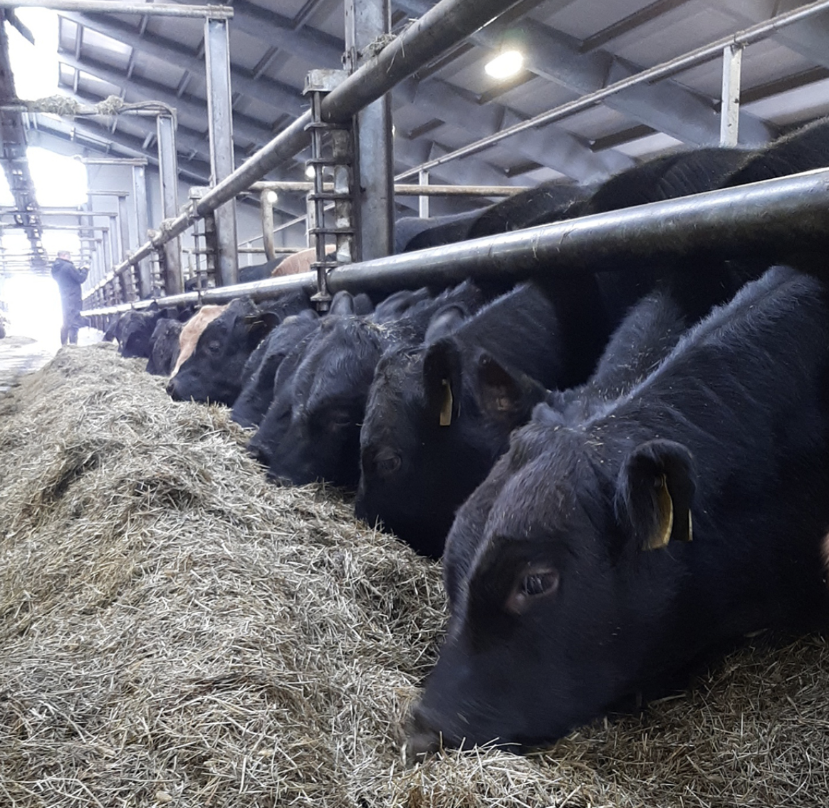 Fóðurathugun í Hofsstaðaseli