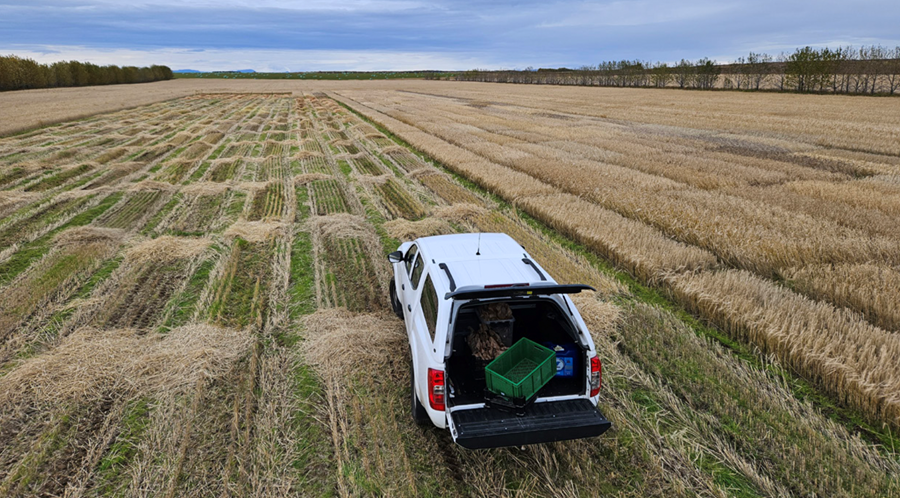 Áburðartilraun á byggi