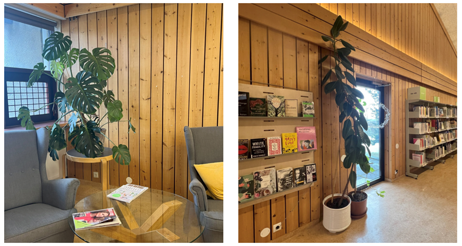 Það má með sanni segja að í öllum hornum, skúmaskotum og á hillum leynist lifandi gróður, en hér teygja rifblaðka og gúmmítré makindalega úr sér.