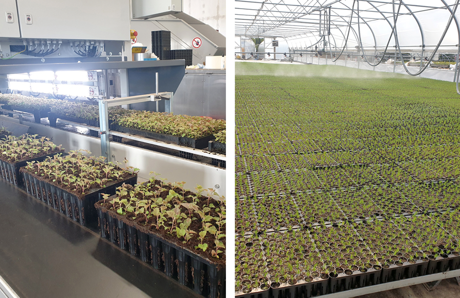 Umplöntunarróbótinn í Sólskógum. Nýting gróðurhúsanna bætist til muna þegar hægt er að sá í lítil ræktunarhólf.