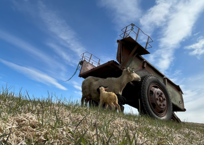 Niðurstöður sauðfjárskýrsluhalds árið 2023