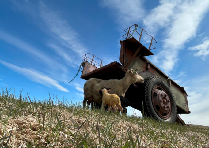 Niðurstöður sauðfjárskýrsluhalds árið 2023