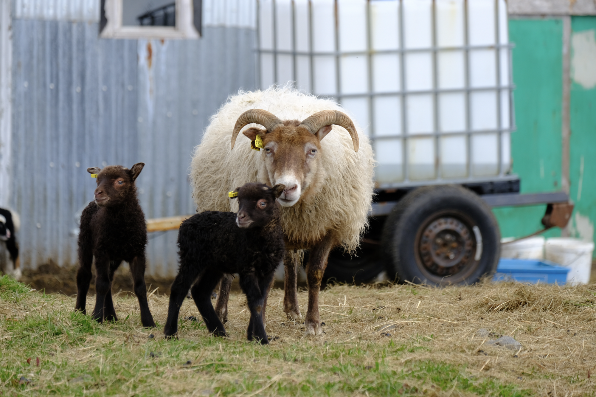 Riðuveiki útrýmt innan 20 ára