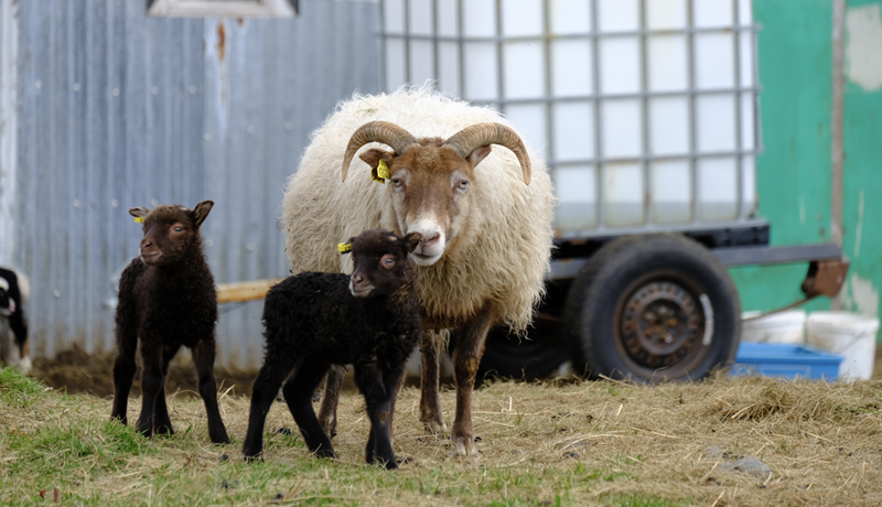 Riðuveiki útrýmt innan 20 ára