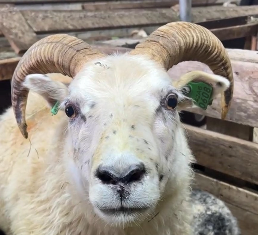 Þó bændum beri að merkja ásetningsfé er þeim ekki skylt að örmerkja.