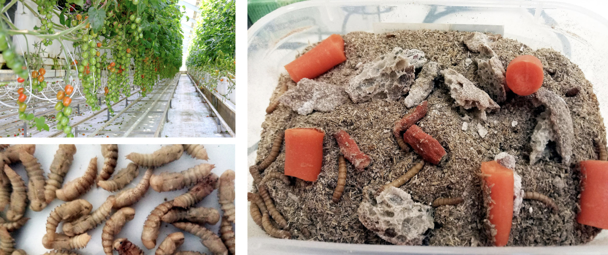 Fóðra mjölorma til fóður- og matvælaframleiðslu