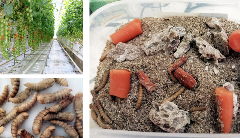 Fóðra mjölorma til fóður- og matvælaframleiðslu