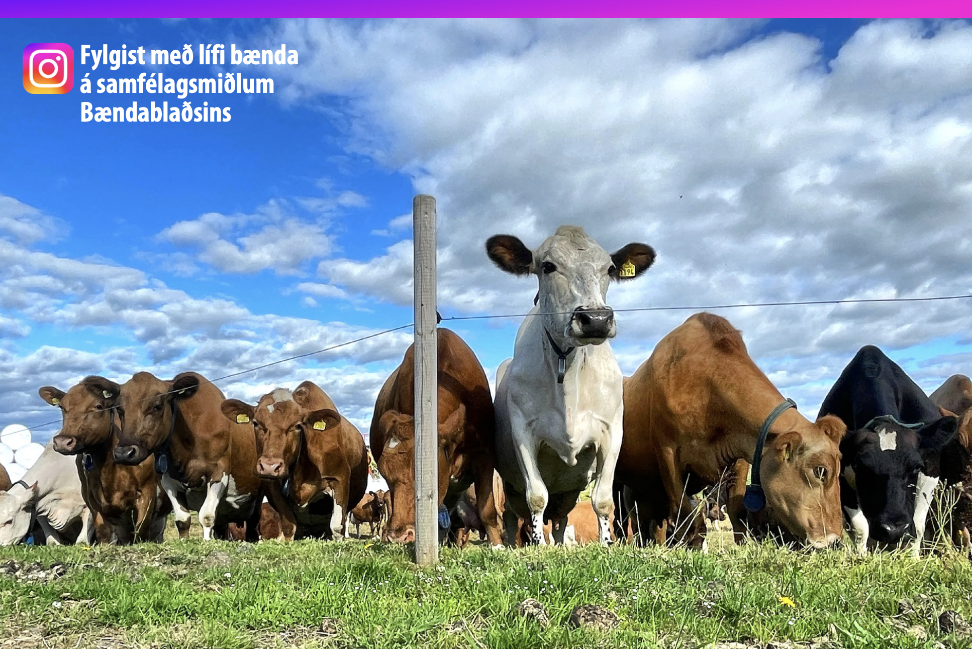 Með korn og kýr í haga