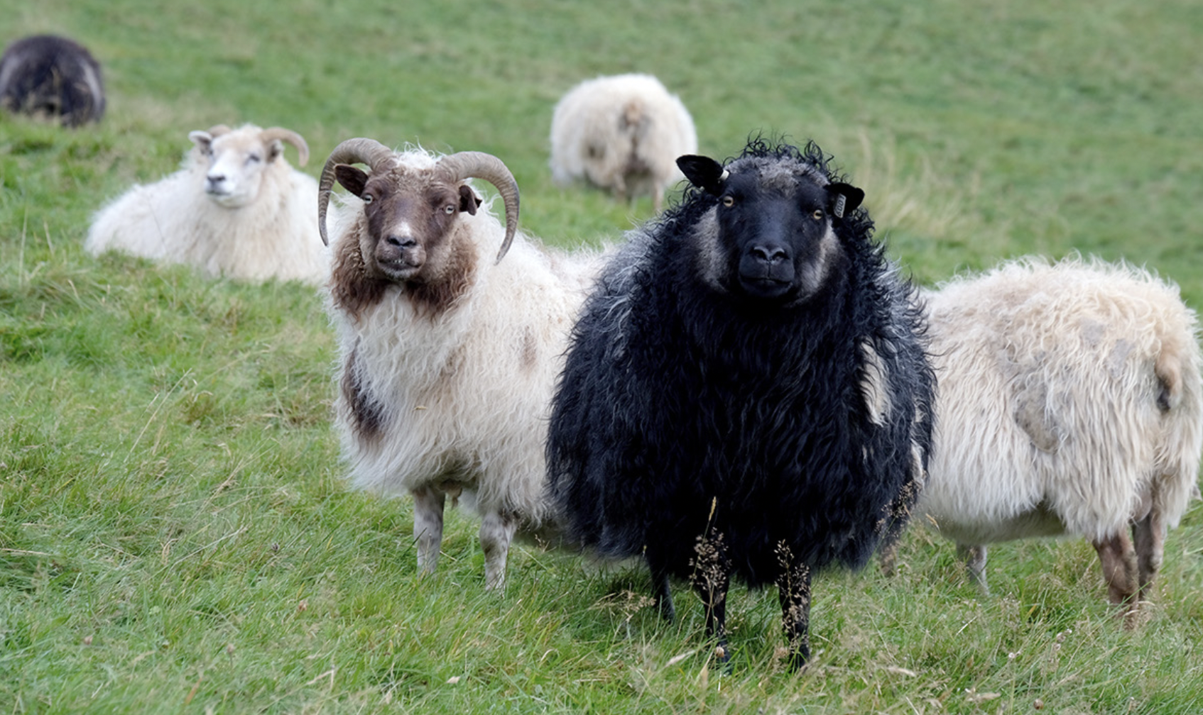 Ísland undir árlegri úthlutun í tveimur flokkum