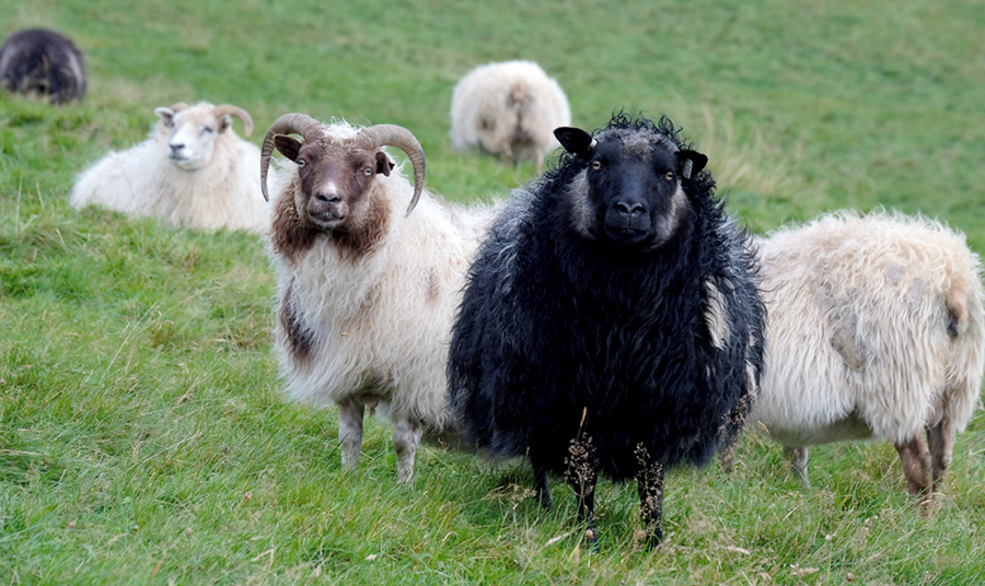 Landbúnaður er undir samfélagslosun Íslands og þar var þriggja prósenta samdráttur vegna fækkunar sauðfjár.