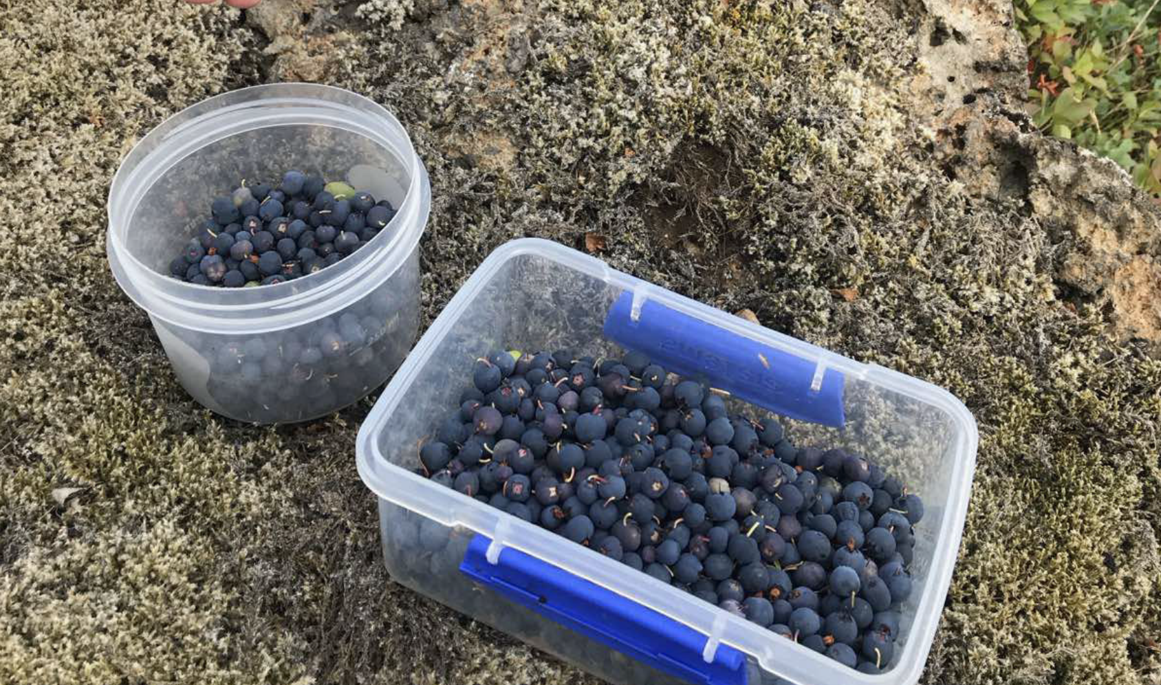 Nýting hrats og hýðis