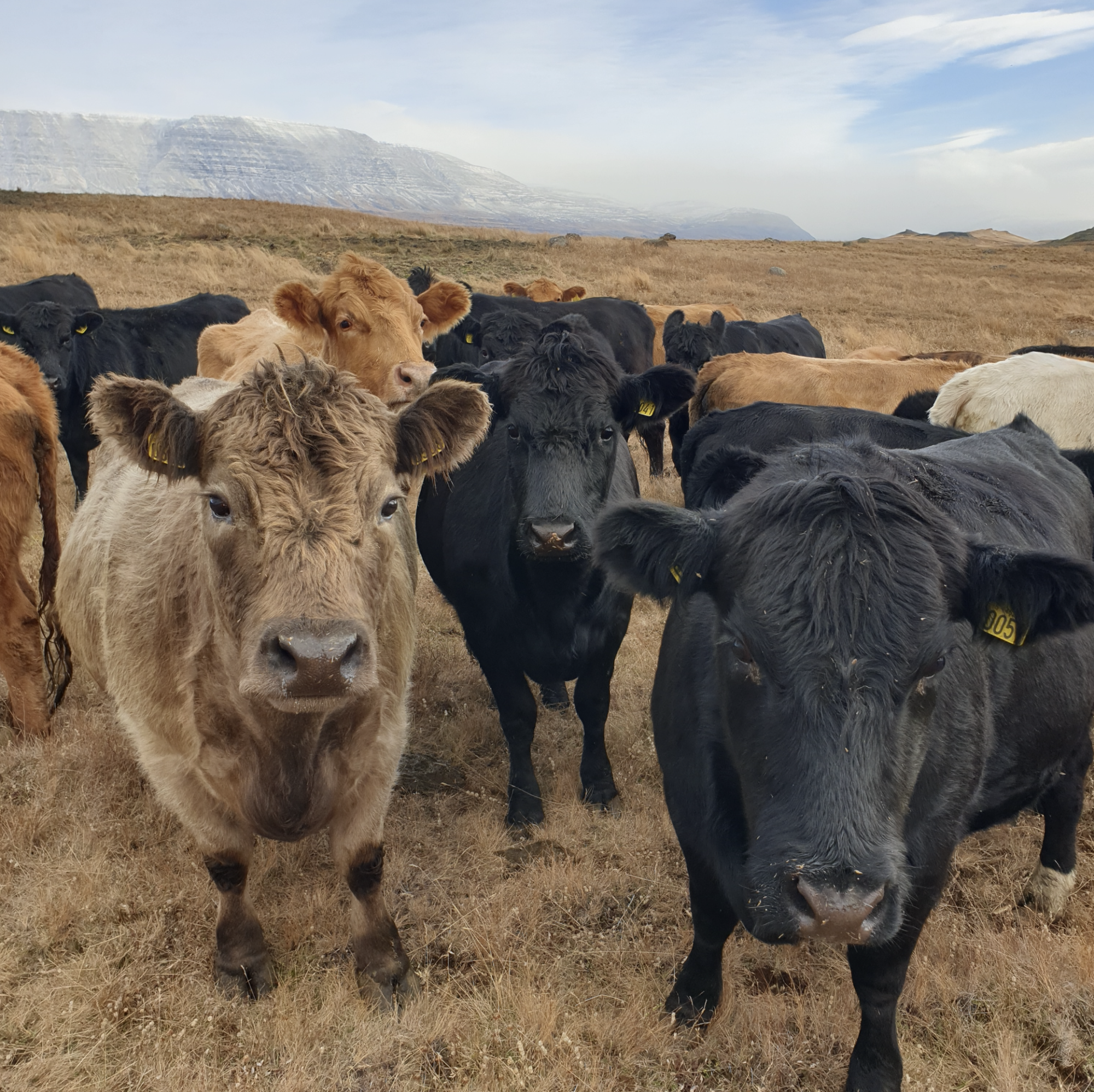 Afar góður árangur Reykja í Tungusveit