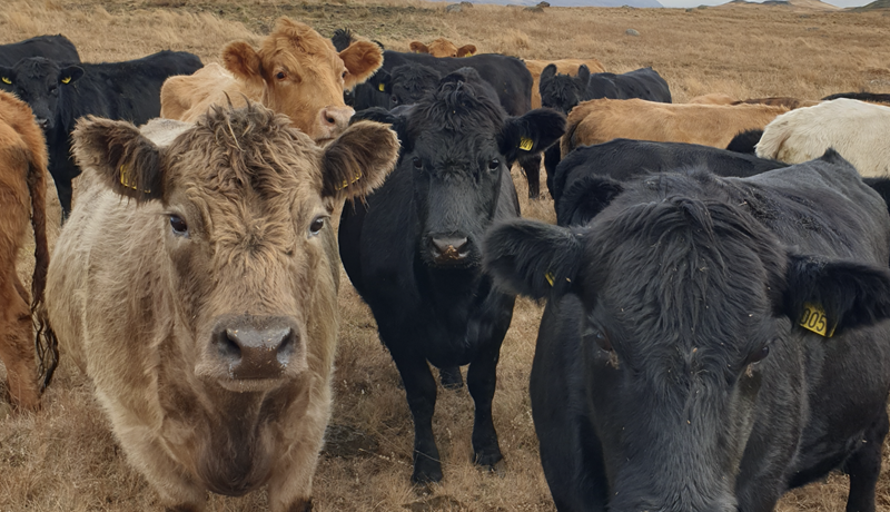 Afar góður árangur Reykja í Tungusveit
