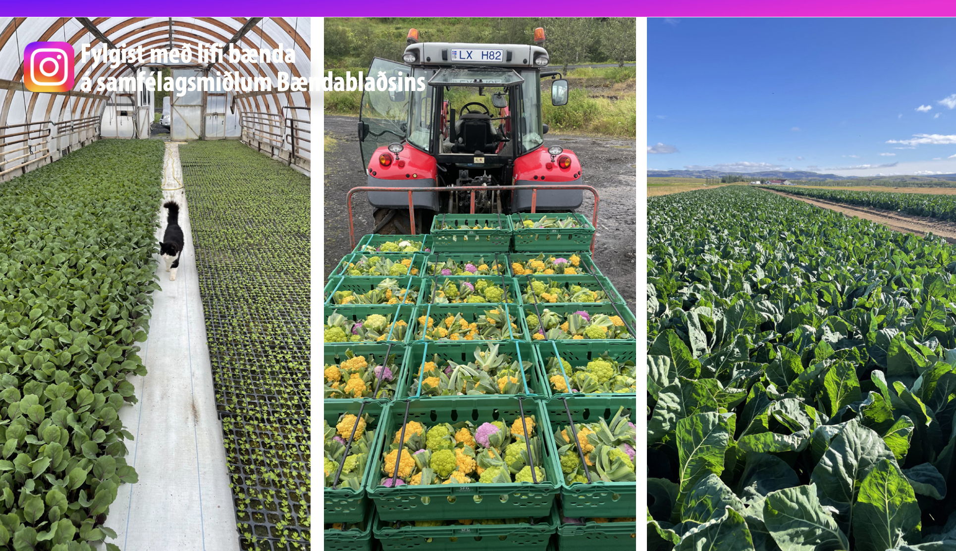 S&#243;l &#237; hjarta, s&#243;l &#237; sinni