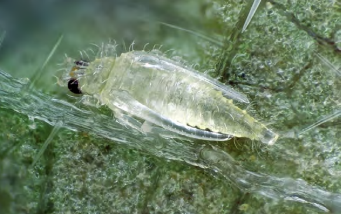 Amerísk kögurvængja og dvergmítill nýir landnemar