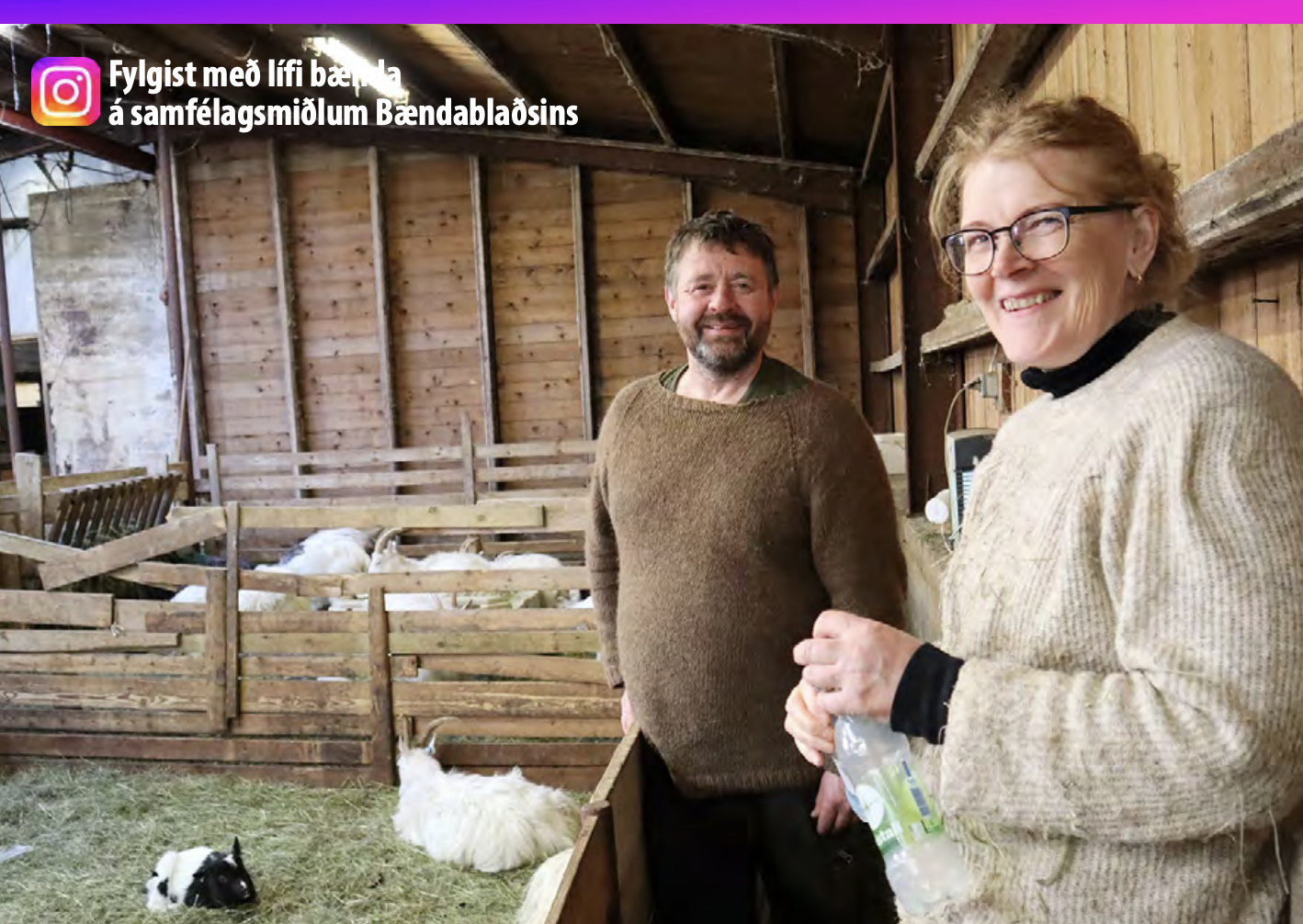 Best &#237; heimi a&#240; b&#250;a &#237; sveit