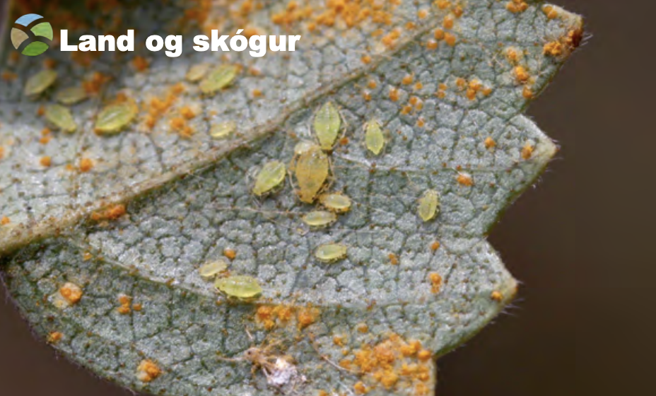 Skaðvaldar á trjám og runnum