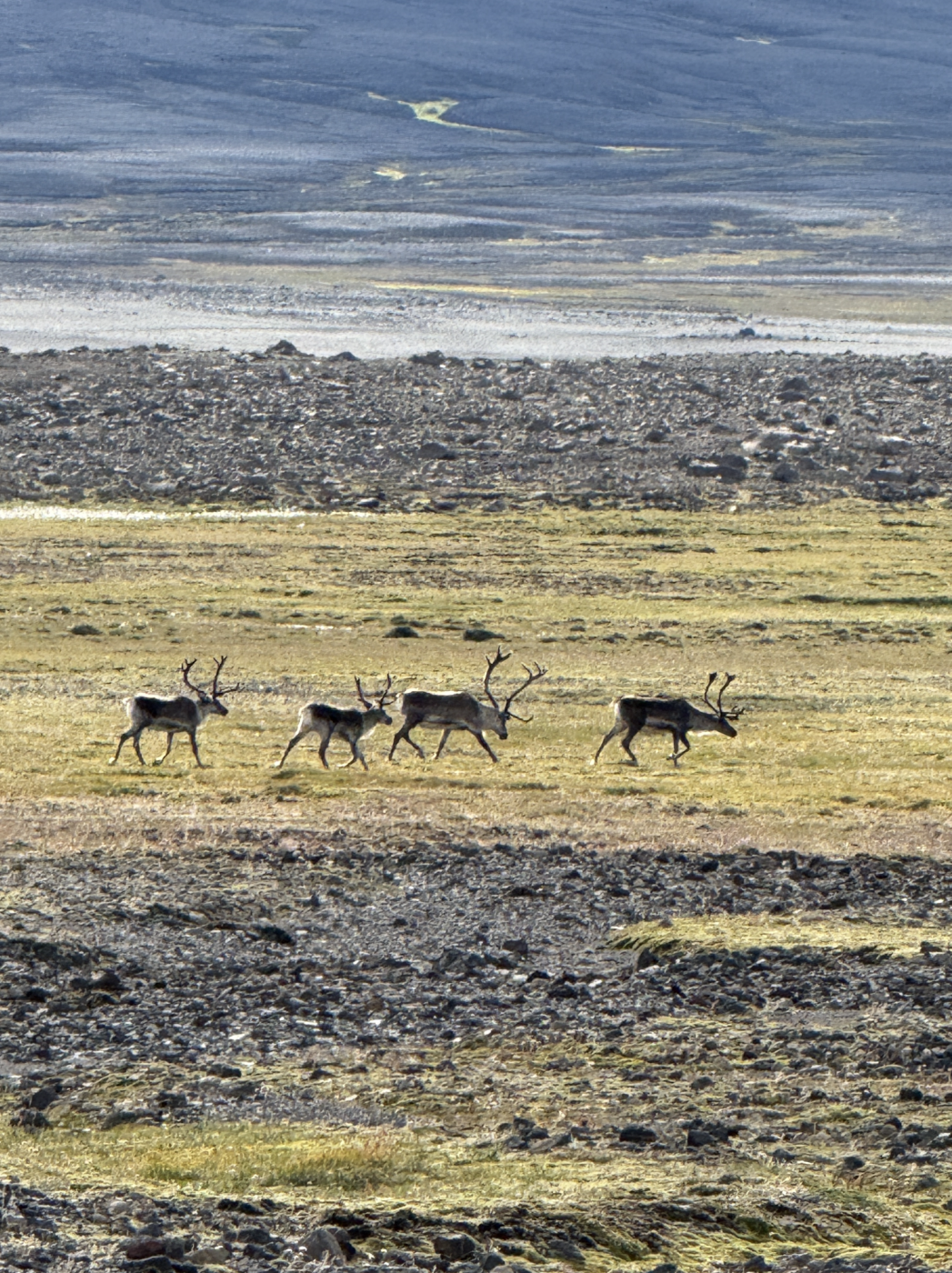 Hvatt til tarfaveiða í fyrra fallinu