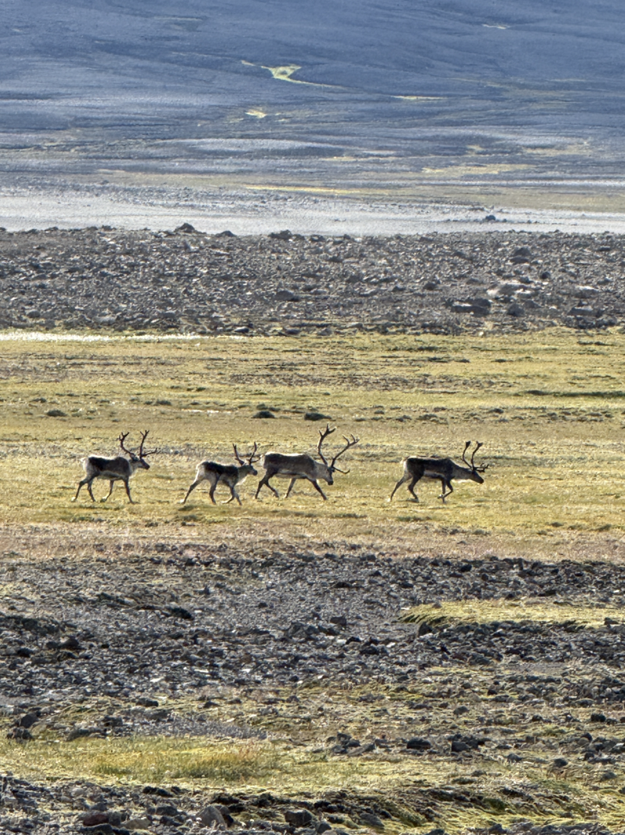 Hreindýraveiðar fara rólega af stað en tíðin hefur verið ágæt og dýrin eru væn. Hér ganga hreindýr á Snæfellsöræfum.