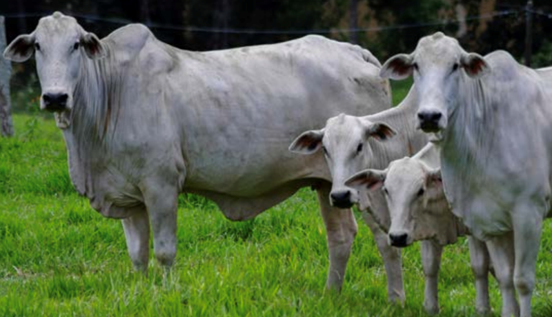 Ofurkýr taka yfir Amazon-regnskóginn