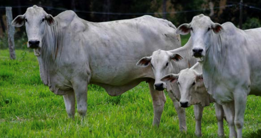 Sífellt stærri hluti Amazon-regnskógarins verður að beitilandi fyrir þá rúmlega 200 milljón nautgripi sem ræktaðir eru í Brasilíu.