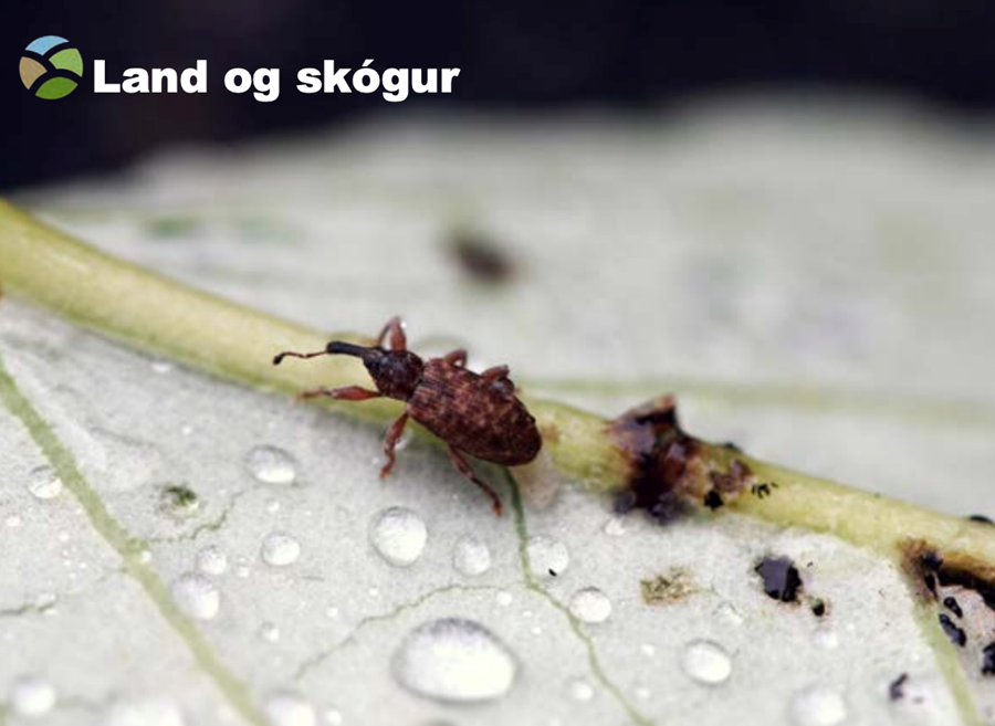 Víðirani er af ranabjölluætt, sem er mjög fjölbreytt og tegundarík bjölluætt með yfir 90.000 greindar tegundir í heiminum. 