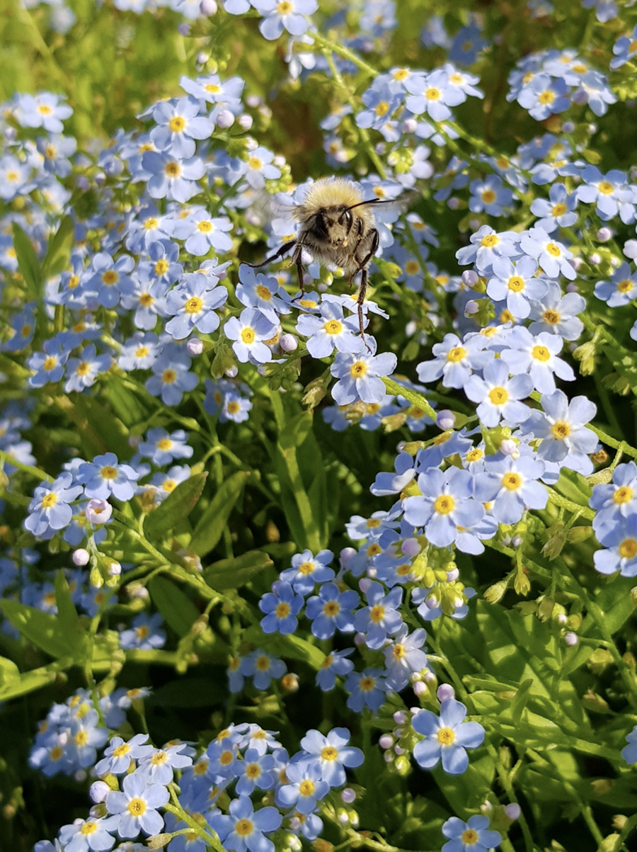 Lúsmý og engjamunablóm kjósa svipuð búsvæði. Þetta er hins vegar húshumla, með sína stuttu tungu, í skýjunum yfir öllum þessum opnu blómum.