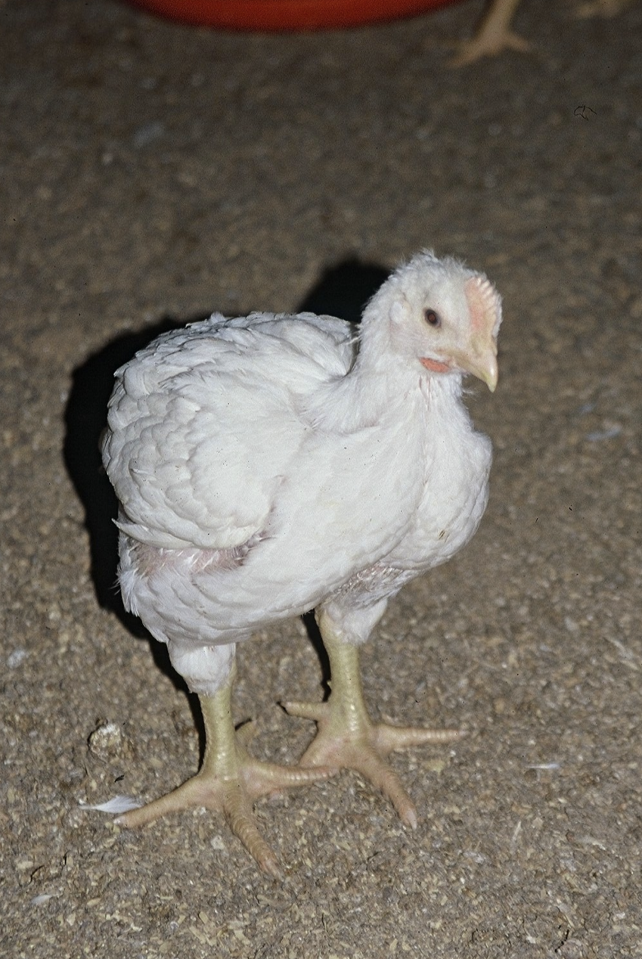 Ekki talinn vöxtur í sýklalyfjaónæmi kjúklinga