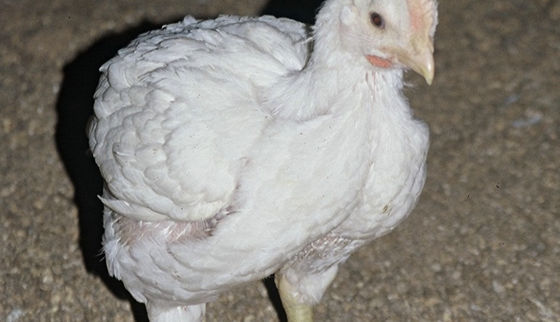 Ekki talinn vöxtur í sýklalyfjaónæmi kjúklinga