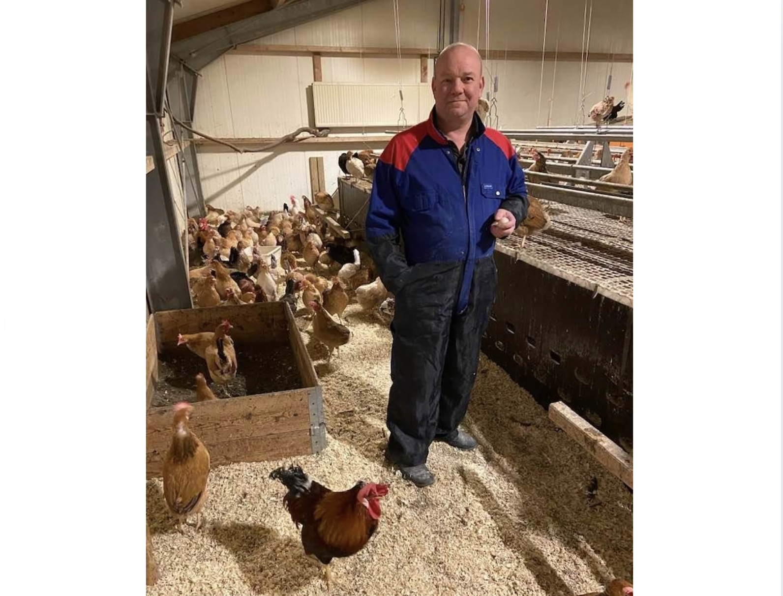 Landnámsegg í Hrísey þurfa að aflífa allar hænur