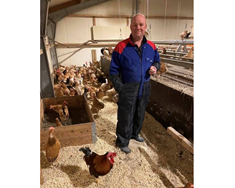 Landnámsegg í Hrísey þurfa að aflífa allar hænur