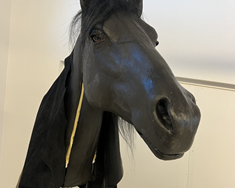 Munu sækjast eftir nýju blóðtökuleyfi