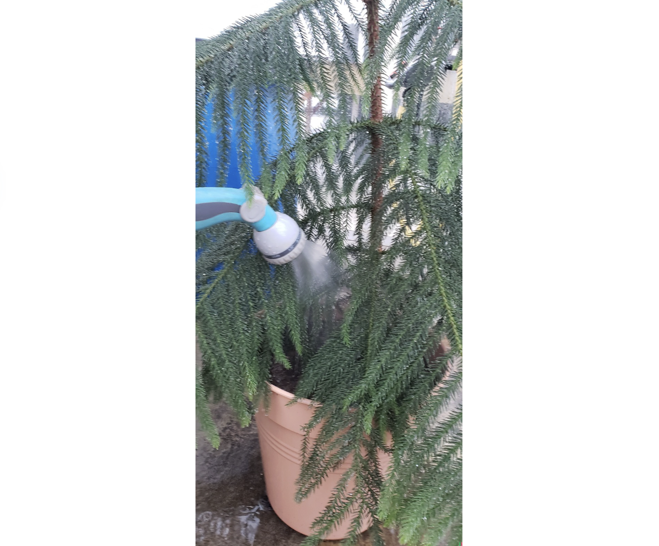 Stofugreni – jólatré úr Suðurhöfum