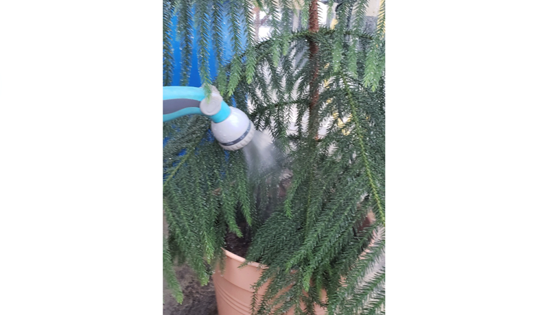 Stofugreni – jólatré úr Suðurhöfum