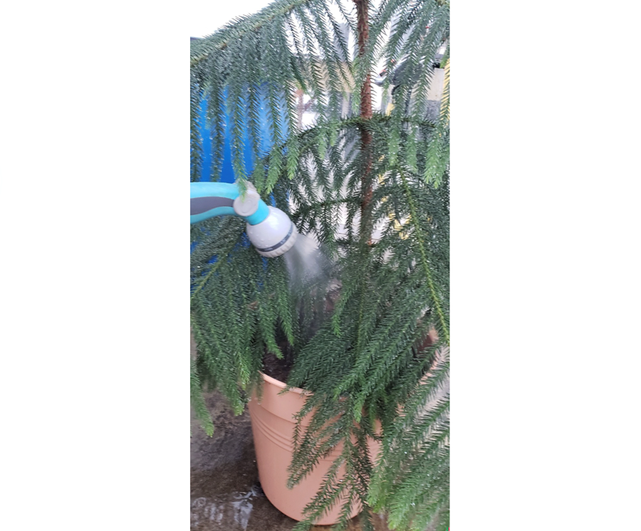 Stofugreni – jólatré úr Suðurhöfum